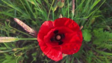 Canlı kırmızı bir gelincik yemyeşil çimlerde açar, doğanın çarpıcı güzelliğini ve zarafetini sergiler.