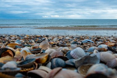 Eierland, De Cocksdorp, Texel, Hollanda, 28 Ekim 2024, Bulutlu bir gökyüzünün altında çeşitli renkli deniz kabukları sergilenen güzel bir resim ve huzur sahnesi.