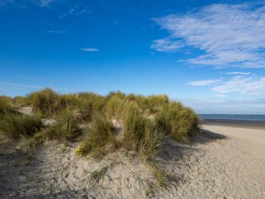 Bu sahne, berrak mavi gökyüzünün altında yemyeşil kumlu kumsal kumullarının huzurlu ve huzurlu bir görüntüsünü sunar.