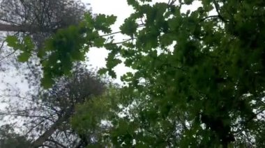 Tüylü, bulutlu bir gökyüzünün altında yeşil yaprakların ve uzun ağaçların görüntüsü güzelliği ön plana çıkarıyor.