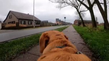 Neşeli bir köpek mutlu mesut uzun ağaçlarla dolu huzurlu bir mahalle caddesinde yürüyor.