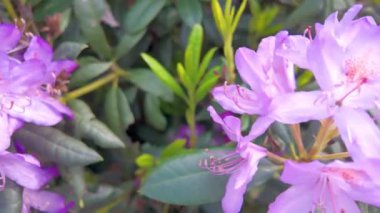 Canlı ve göz kamaştırıcı mor çiçekler güzel doğal bir ortamda yemyeşil yapraklarla çevrilidir.