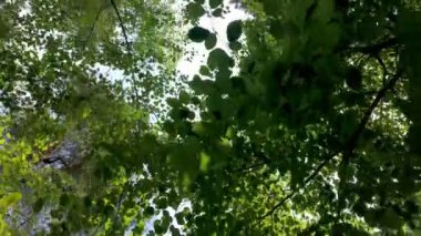 Nefes kesen dingin yeşil yaprakların ve dalların parlak mavi gökyüzüne karşı güzel bir manzarası.