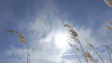 Sakin ve nefes kesici bir çimen manzarası mükemmel mavi bir gökyüzünde ışıldayan parlak bir güneşin altında yavaşça sallanıyor.