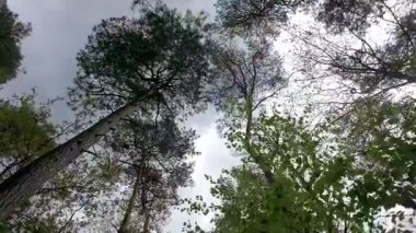 Yükseğe doğru uzanan güzel, sakin bir manzara yemyeşil bir ormanda engin, bulutlu bir gökyüzüne doğru.