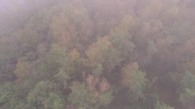 Nefes kesen bir hava görüntüsü gür, sisli bir ormanın güzelliğini yakalıyor canlı sonbahar renkleri sergiliyor.