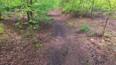 Canlı yeşil bir ormanda huzurlu bir yol esiyor. Doğa yürüyüşleri ve dinlenme anları için ideal.