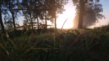 Şafakta sisli bir çayırda sergilenen çiğ ve siluetli ağaçlar sergilenen büyüleyici bir gün doğumu sahnesi başlıyor.