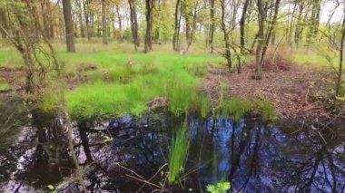 Huzurlu, sakin bir orman manzarası, yemyeşil ve huzurlu bir göletteki berrak yansımaları vurguluyor.