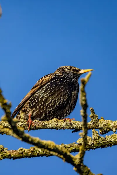 Bir sığırcık, parlak mavi gökyüzünün altında canlı tüylerini sergileyen bir dala uzanır.