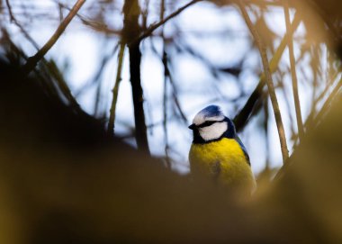 A beautiful blue tit bird is thoughtfully perched among tree branches, showcasing its stunningly vibrant plumage