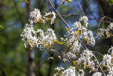 Göz kamaştırıcı ve güzel bir dal. Beyaz çiçeklerle dolu. Canlı yeşil arka planda zarif bir şekilde çiçek açıyor.
