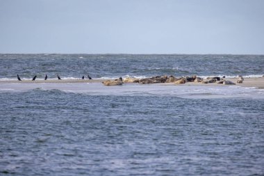 Deniz kuşları kumlu bir bara tünemiş foklar ise çarpıcı bir kıyı manzarasının altında güneşin altında güneşlenirken