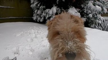 Neşeli ve neşeli bir köpek, yumuşak, tüylü beyaz karlarla dolu güzel bir karlı araziyi neşeyle keşfediyor.