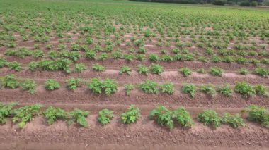 Havadan bakıldığında, serpilen bir patates tarlası, canlı ve sağlıklı yeşil bitkiler sırayla sergileniyor.