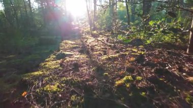 Sıcak güneş ışığıyla aydınlatılan dingin bir orman manzarası canlı ormanın sakin ve çarpıcı güzelliğini vurguluyor.