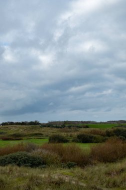Eierland, De Cocksdorp, Texel, Hollanda, Ekim 28, 2024, yumuşak, bulutlu gökyüzü altında sakin yeşil alanlar ve canlı çalılar, sakin doğa temaları için mükemmel.