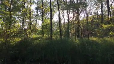 Güneş ışığının büyüleyici görüntüsü ağaçların arasından pırıl pırıl parlıyor yemyeşil bir ormanda