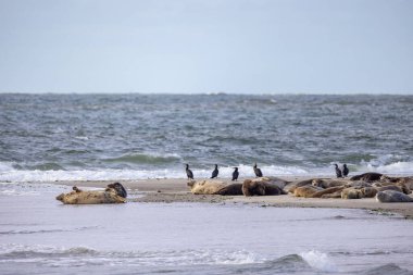 Eierland, De Cocksdorp, Texel, The Netherlands, 28 Ekim 2024, sakin bir sahil sahnesi, deniz kuşlarının yakınlarda gezinerek, huzurlu bir an yarattığını gösteriyor.