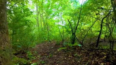 Yeşillik açısından zengin, canlı bir orman yolunu keşfedip keşfetmek ve derin bir huzur hissi verir.