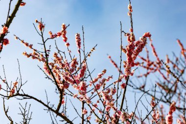 Erik ağacı dalları açık bir gökyüzüne karşı narin pembe çiçeklerle süslenir ve baharın uyanışını simgeler..