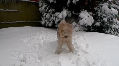 Neşeli bir köpek, karlı açık havada mutlu bir şekilde oynuyor. Etrafı kar yağışı kaplıyor.