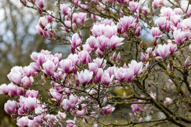 Göz kamaştırıcı bir manolya ağacı güzel bir şekilde sergileniyor canlı pembe ve beyaz çiçekler şimdi tamamen çiçek açmış.