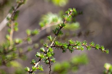 Canlı yeşil filizler dallarda güzel bir şekilde ortaya çıkıyor. İlkbaharda doğanın yeniden doğuşunu simgeliyor.