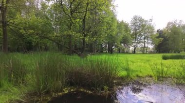 Güzel, sakin bir sulak arazi. Canlı bitki örtüsü ve sakin su. Doğa meraklıları için ideal.