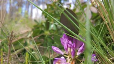 Yakından bakıldığında, açık hava ortamında yemyeşil çimenlerin arasında sersemletici mor kır çiçekleri sergilenmektedir.