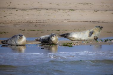 Eierland, De Cocksdorp, Texel, Hollanda, 28 Ekim 2024, Üç tapılası fok sıcak sahilde huzur içinde güneşlenir, güneşlenir ve sakin sahil ortamının tadını çıkarırlar.