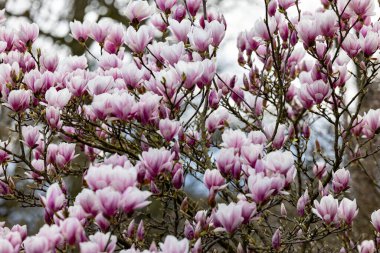 Manolya çiçeklerinin nefes kesici görüntüsü canlı pembe ve beyaz yapraklarını güzel bir şekilde sergiliyor.