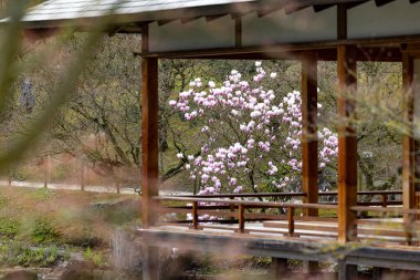 Büyüleyici ahşap bir pavyon ve büyüleyici manolya ağaçlarının olduğu sakin bir sahne.