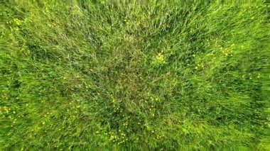 Büyüleyici ve çarpıcı bir hava manzarası keşfedin yemyeşil çimenler canlı kır çiçekleriyle süslenir