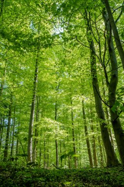 Güneş ışığıyla aydınlatılan yemyeşil orman tepe örtüsünün çarpıcı manzarası olağanüstü güzellikler sergiliyor.