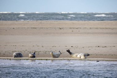 Eierland, De Cocksdorp, Texel, Hollanda, 28 Ekim 2024, narin okyanusların kıyısındaki güneşli kumsalda huzur içinde güneşlenen bir grup fok balığı.