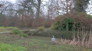 Zarif bir balıkçıl muhteşem bir kış parkı manzarasında sakin bir gölet üzerinde uçar.