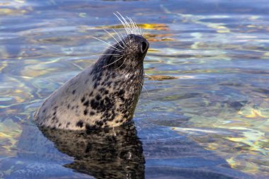 Sakin ve berrak sulardan neşeli bir fok çıkar, belirgin benekli tüylerini ve bıyıklarını gösterir..