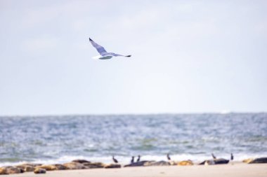 Zarif bir martı, sakin okyanus dalgalarının üzerinde süzülüyor. Güneş ışığı suyun üzerinde güzel bir şekilde parlarken.