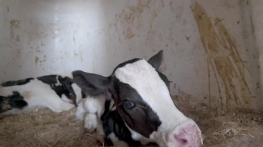 Sevimli buzağılar rahat bir ahırda, yumuşak bir samanla, çiftlik hayatının huzur dolu özünü güzel bir şekilde tasvir ediyorlar.