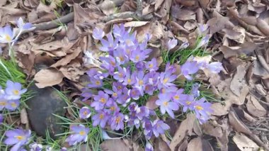 Canlı mor crocus çiçekleri bahar aylarında etraflarını saran kurumuş sonbahar yaprakları arasında zarif bir şekilde çiçek açıyor.