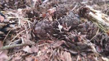 Orman zeminindeki karmaşık kozalakların ve organik döküntülerin yakın görüntüsü, zengin dokular sergiliyor.