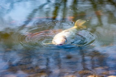Huzurlu ve huzurlu bir gölet sahnesinde sakin yüzeyin altında zarif bir şekilde yüzen canlı bir balık görülüyor.