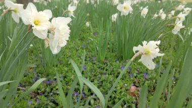 Bereketli yeşillik ve renkli çiçeklere karşı parlak beyaz nergislerin çarpıcı bir görüntüsünü tecrübe edin.