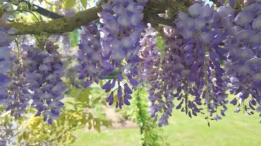 Titrek ve göz kamaştırıcı mor salkımcık çiçekleri, ılık güneş ışığıyla aydınlatılarak güzelce çağlar.