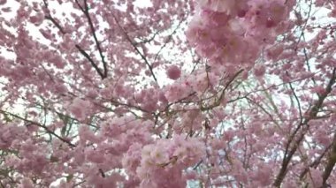 Canlı kiraz çiçeklerinin güzelliğini hissedin tam çiçeklenme, huzurlu bir bahar atmosferi oluşturur..