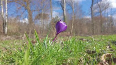Rengarenk manzarayla dolu huzurlu bir bahar manzarasında açan mor bir kır çiçeğinin yakın plan fotoğrafı.