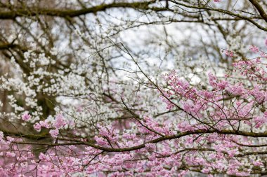 Göz kamaştırıcı kiraz çiçekleri güzel bir şekilde açar pembe ve beyaz tonlarda, baharın hoş gelişinin müjdecisi olarak.