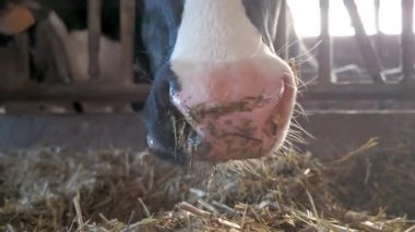 Bir inek rahat bir ahırda huzur içinde otluyor, doğal çiftçilik hayatını ve ilgili uygulamaları güzel bir şekilde resmediyor.