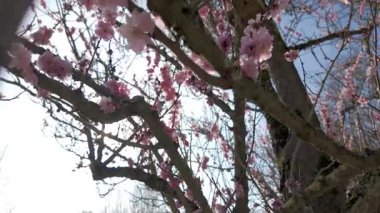 Pembe kiraz çiçeklerinin çarpıcı manzarası doğanın güzelliğini ve baharın hoş titreşimlerini vurguluyor.